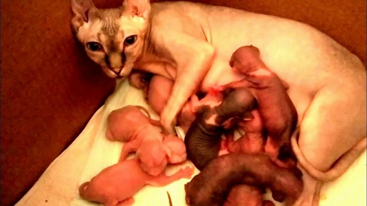 Через сколько кормить кошку после родов. Новорожденные котята сфинкса. Котята которые только родились. Маленькие котята которые только родились. Новорождённые котята 1 день.