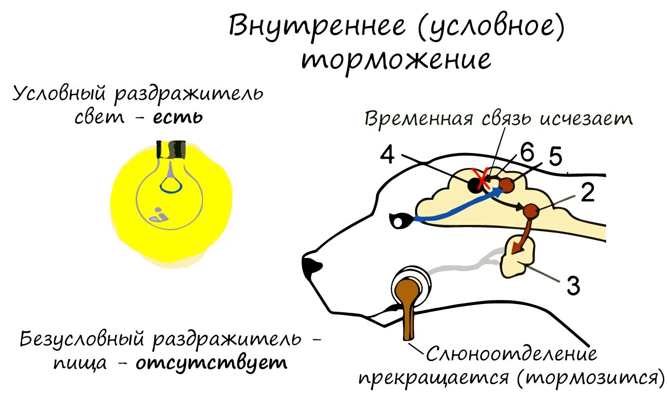 В результате чего условный рефлекс угасает. Торможение условных рефлексов схема. схема безусловного торможения условных рефлексов. торможение условных рефлексов по павлову. механизм внешнего торможения условного рефлекса.