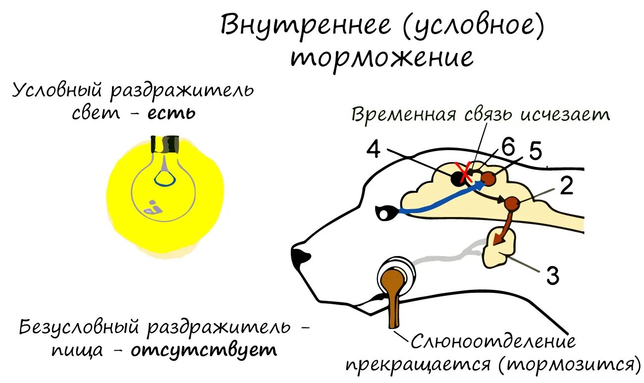 Торможение условных рефлексов схема. Схема безусловного торможения условных рефлексов. Торможение условных рефлексов по Павлову. Механизм внешнего торможения условного рефлекса.