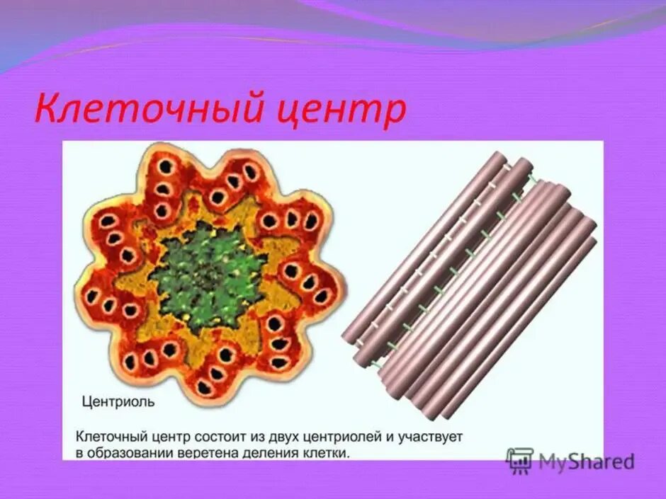 Клетка клеточный центр рисунок. Строение центриоли клетки. Центриоли клеточного центра рисунок. Клеточный центр центриоли рисунок на клетке.