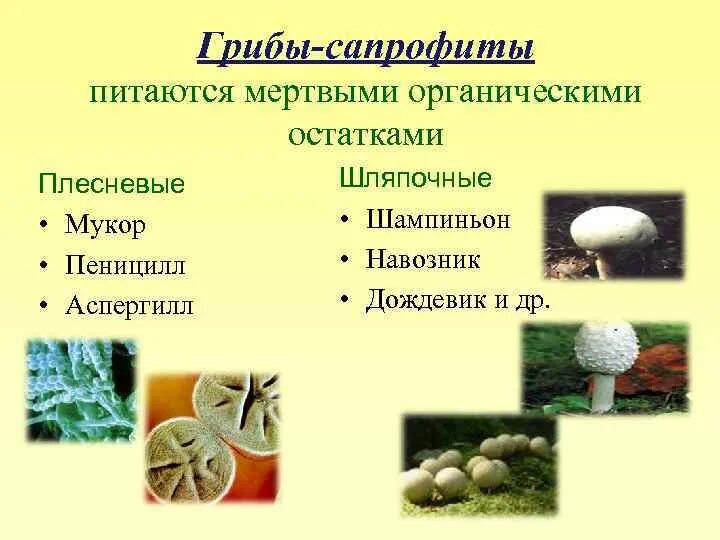 Грибы примеры. Грибы сапрофиты паразиты симбионты. плесневые грибы сапрофиты. питание грибов сапрофиты. питание грибов сапрофиты паразиты симбионты.