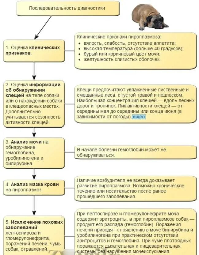 Как понять что собака умирает признаки