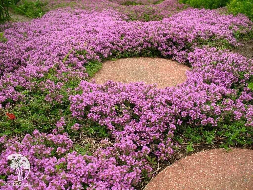 Тимьян ползучий (Thymus serpyllum). Почвопокровные многолетники тимьян. Тимьян ползучий (Thýmus serpýllum). Тимьян ползучий "Мэйджик карпет.