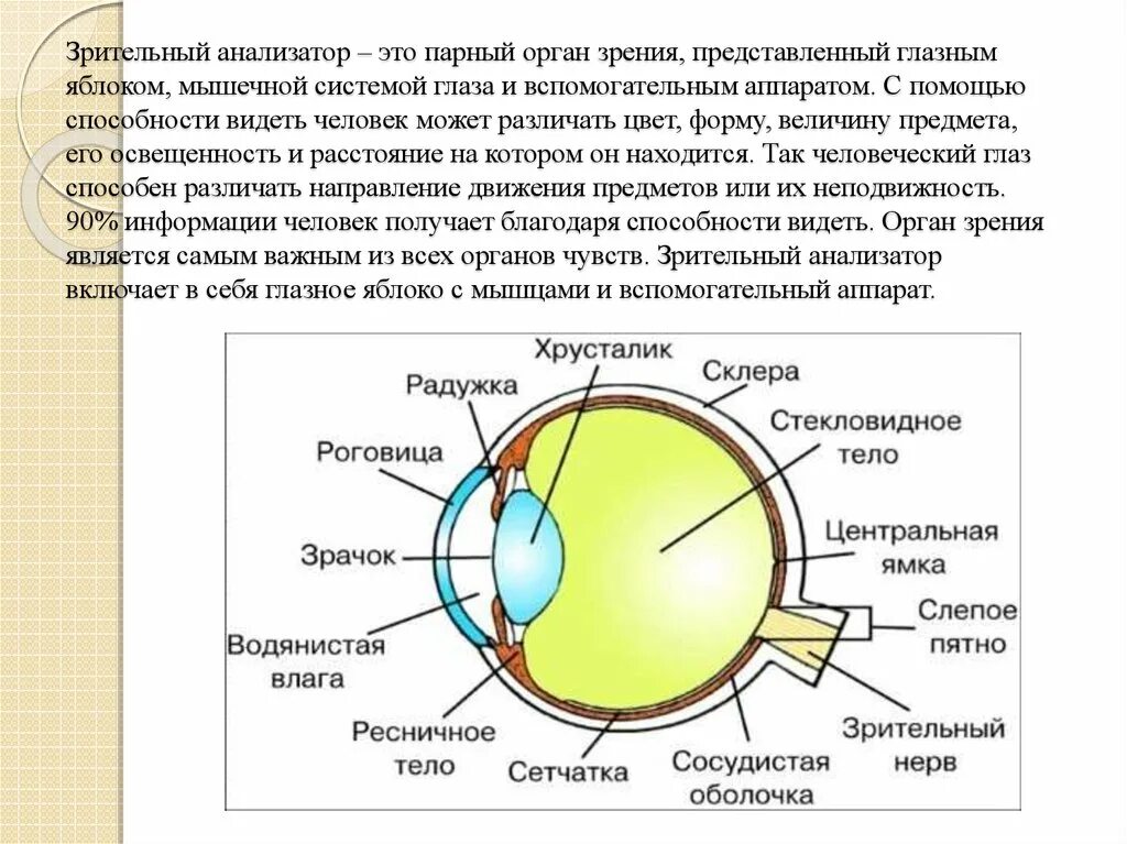 Схема анализатора зрения. Строение оптического аппарата зрительного анализатора. Анализатор зрения анатомия. Зрительный анализатор строение глаза. Зрительный анализатор строение и функции.