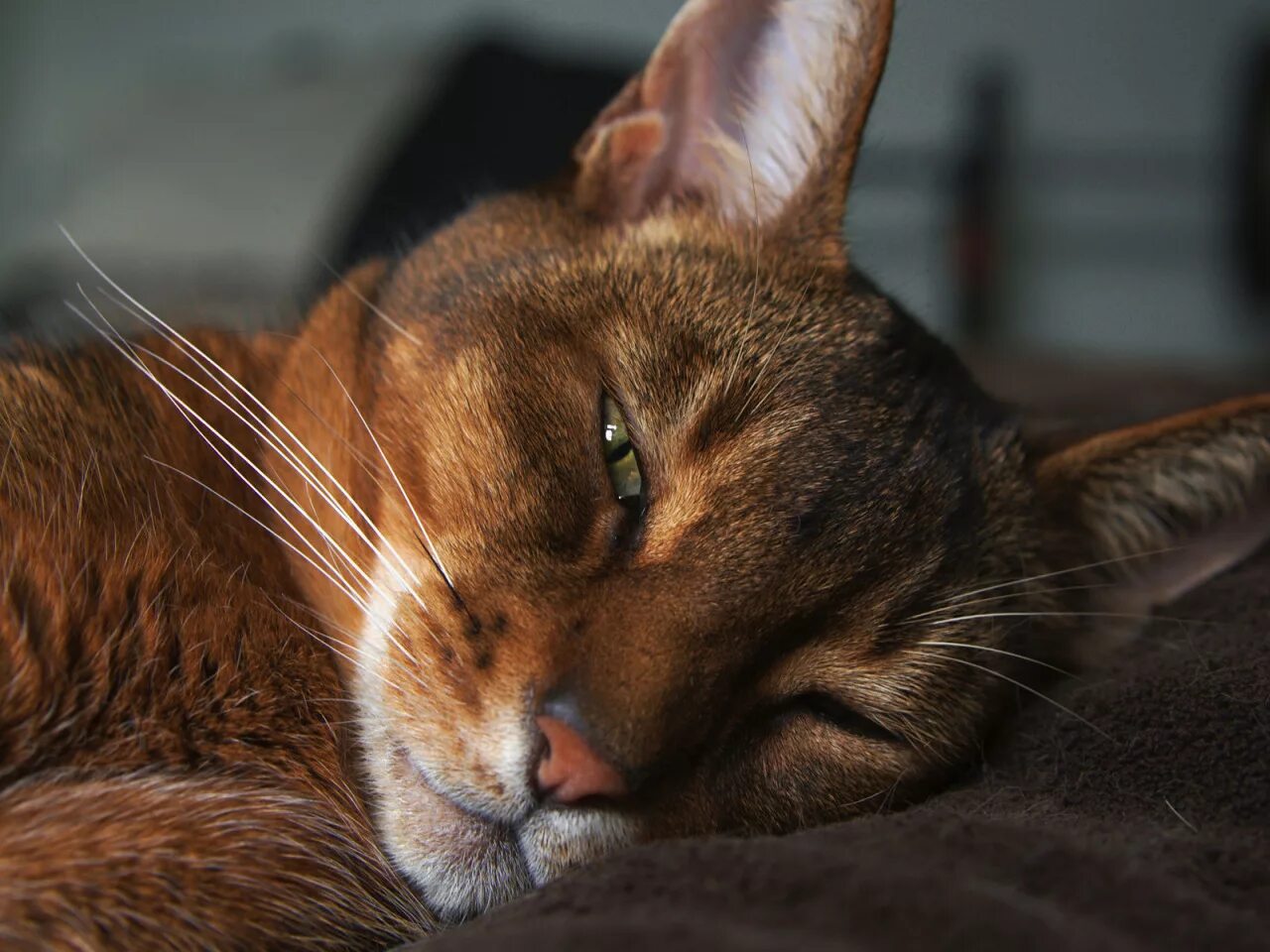 Абиссинская кошка. Абиссинец кот фото. Абиссинская кошка полосатая. Кот дремлет. Кот дремот фото из игры