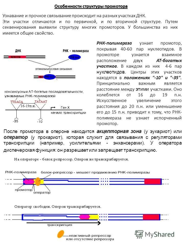 Строение промотора. Узнавание промотора. Особенности первичной структуры промоторов. Промотор функции.