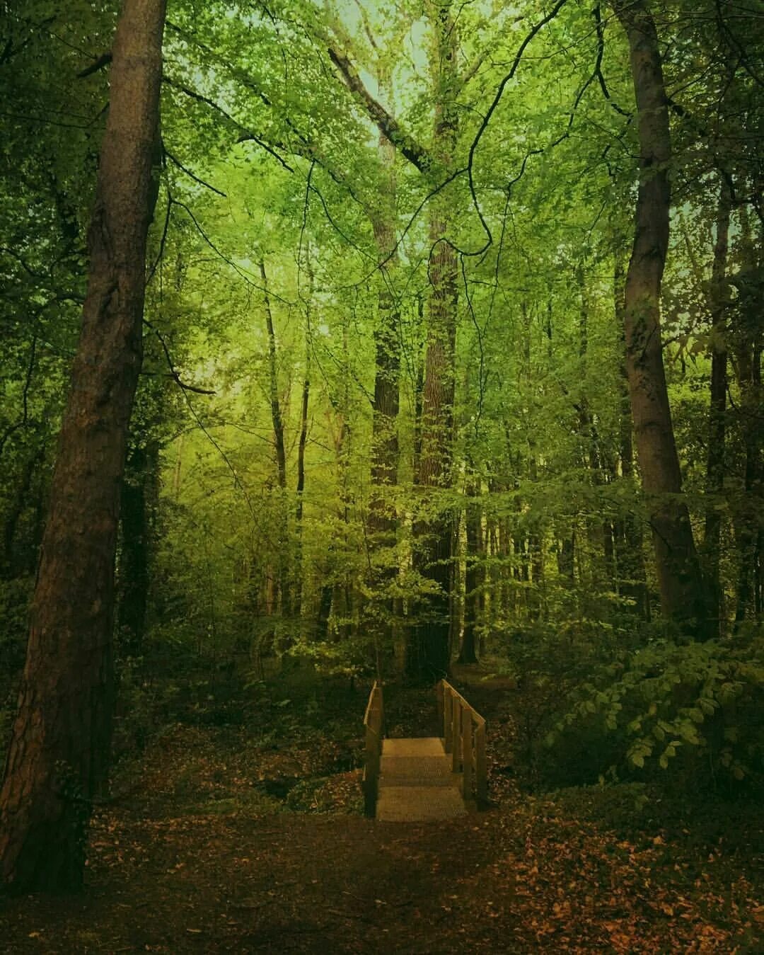 Dreamcore эстетика лес. Гоблинкор лес. Пинтрестет место лес. Волшебный лес. Dream core лес.