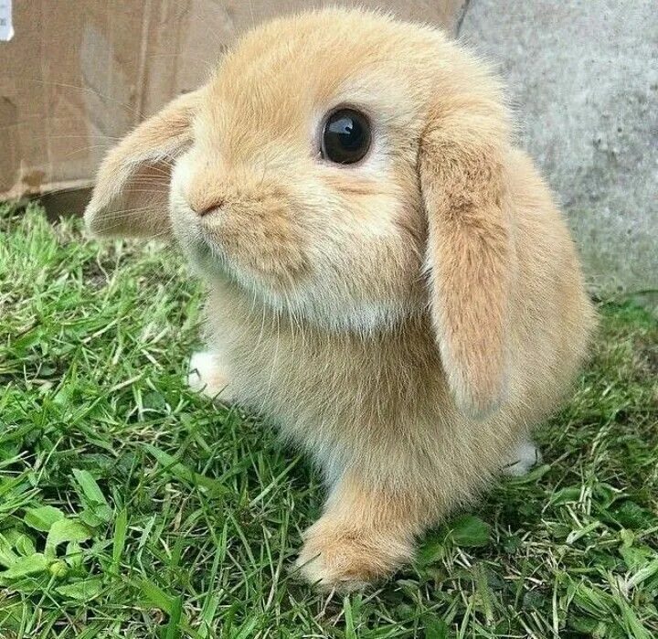 Вислоухий кролик Минилоп. Карликовый кролик Минилоп. Miniature lop кролик. Кролик Минилоп малыш. Минилоп кролик купить