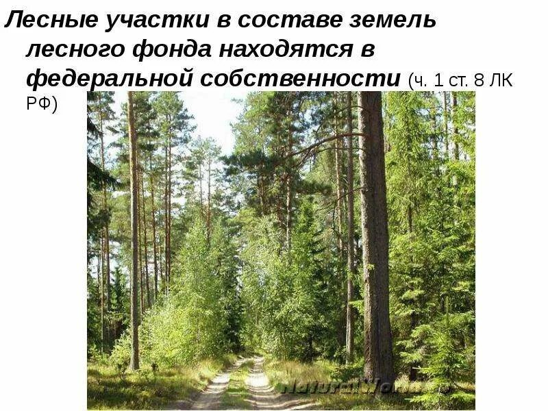 Находящиеся в составе земель лесного фонда. Лесные участки в составе земель лесного фонда. земли лесного фонда находятся в собственности. лесные участки в составе земель лесного фонда находятся в. земельные участки из состава земель лесного фонда.