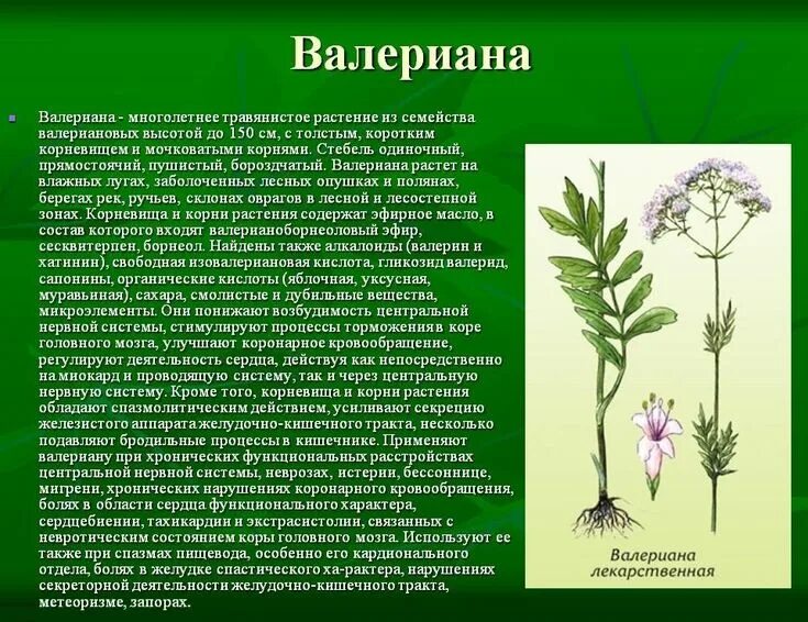 Что это за растение от чего. Valeriana officinalis семейство. валериана лекарственная растение. рассказ о валериане. сообщение о растении.