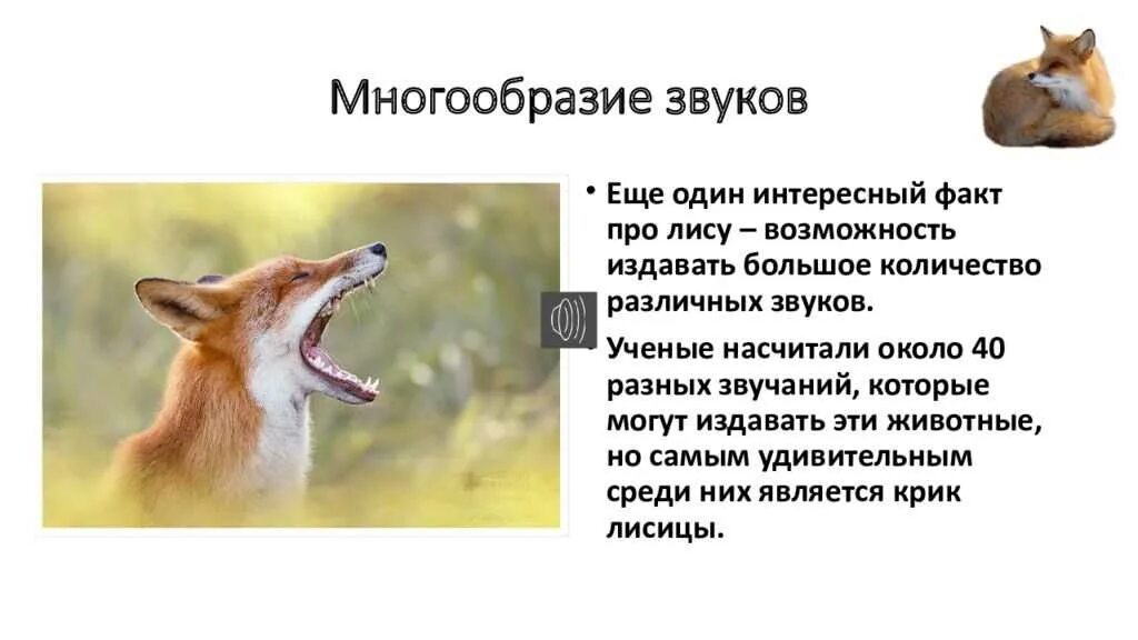 Интересные факты про лисов. Факты о лисе. Интересные факты о лисах. Факты про лисиц. Интересные факты про лису.