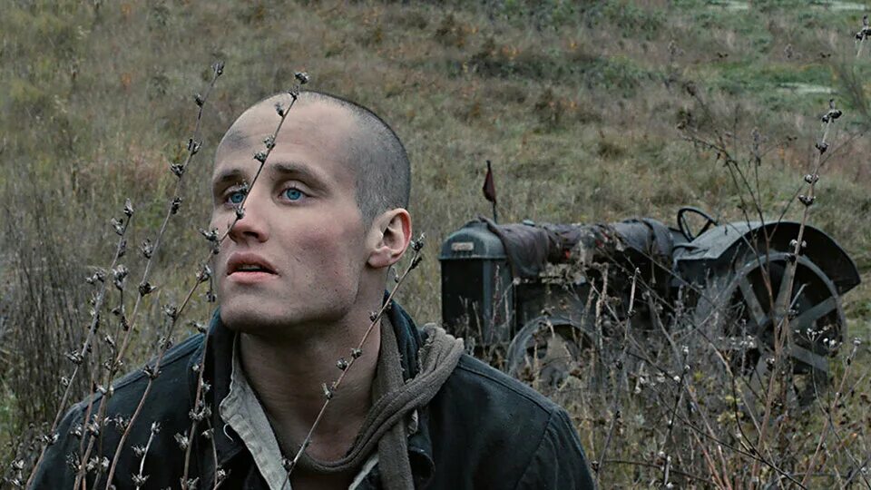 короткометражные бабочки. Papilio rumanzovia. бабочка парусник румянцева. дерево с бабочками. красивые насекомые.