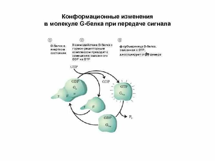 Изменение конформации. В активном состоянии молекула g-белка связана с молекулой. Конформационные изменения белковых молекул. Изменение конформации белка. Конформационные изменения.