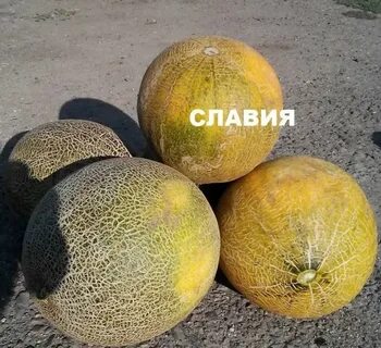 Дыня идиллия