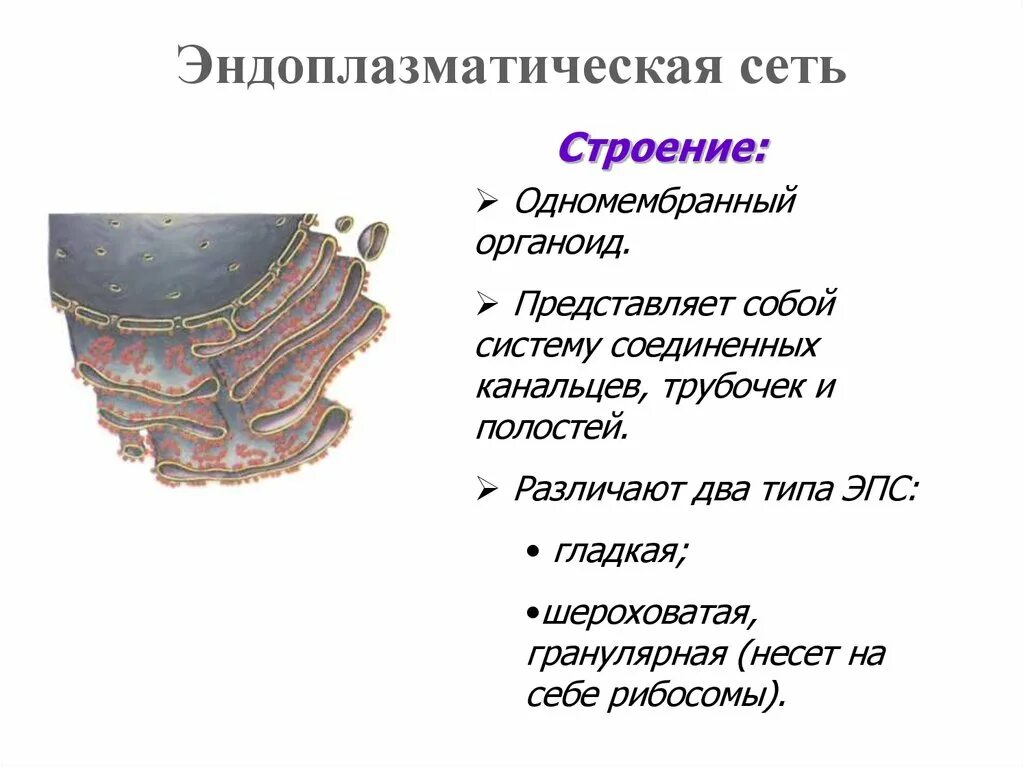 Канал эндоплазматической сети