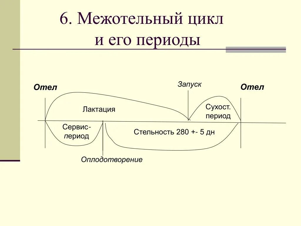 Периоды лактации коров схема. Сервис период у коров. Годовой цикл деятельности коровы. Сервисный период у коров. Схема це