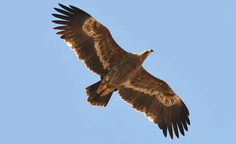 Сексуалдық құлдар жұмыста бүлікшіл. Бейнені қараңыз.