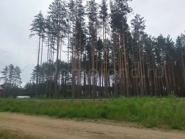 Хвойная деревня. Посёлок Хвойная Новгородская область. Новгородская Хвойная деревни. Посёлок хвоя на заре.