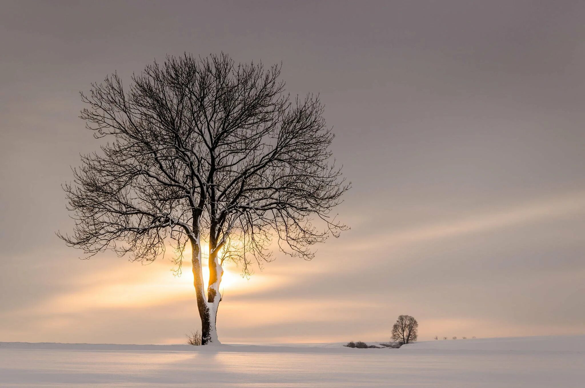 Одинокое дерево. Зимнее дерево. Одинокое дерево зима. Одинокое дерево в снегу.
