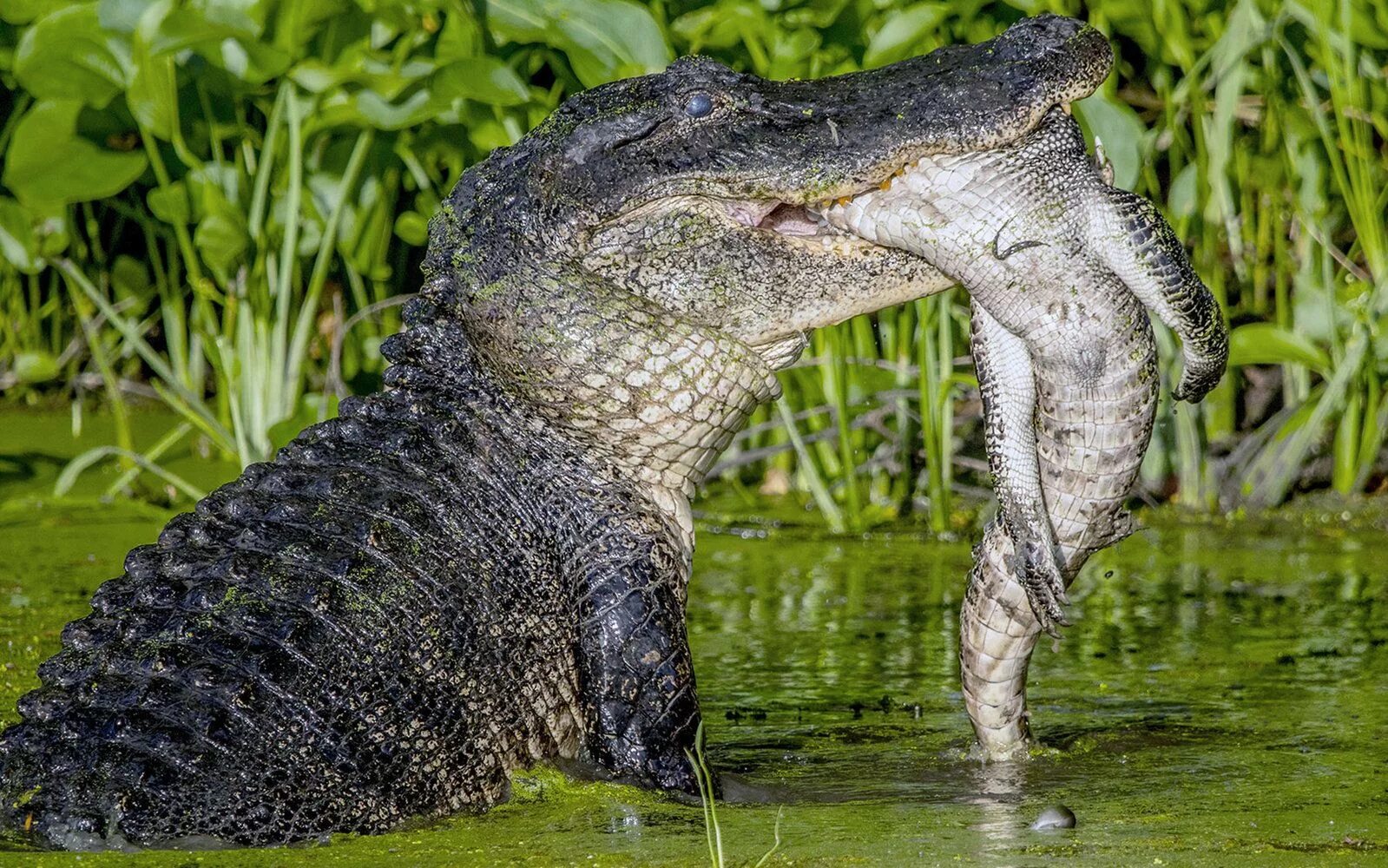 Крокодил зверь или нет. Пурусзавр крокодил. гигантский кайман пурусзавр. purussaurus brasiliensis. крокодил квинкана.