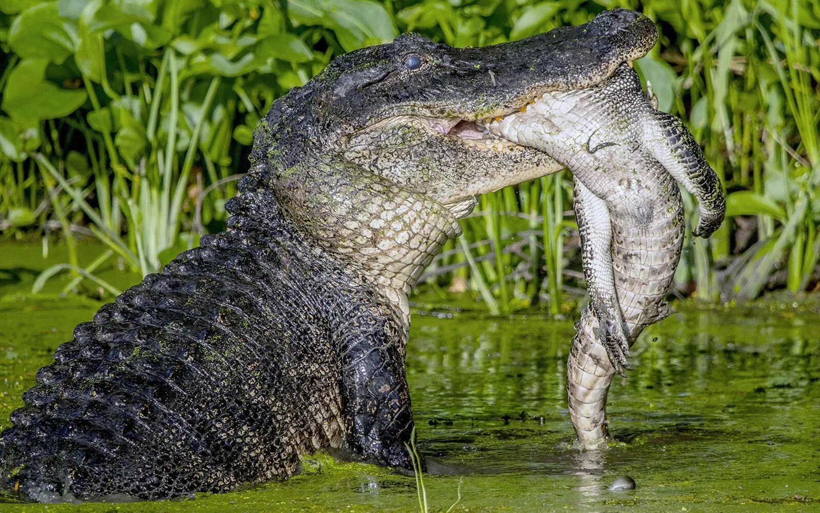 Рептилии живущие в воде. Гигантский Кайман пурусзавр. Аллигатор пурусзавр. Крокодил квинкана. Нильский крокодил.