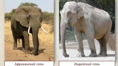 Чем отличается африка