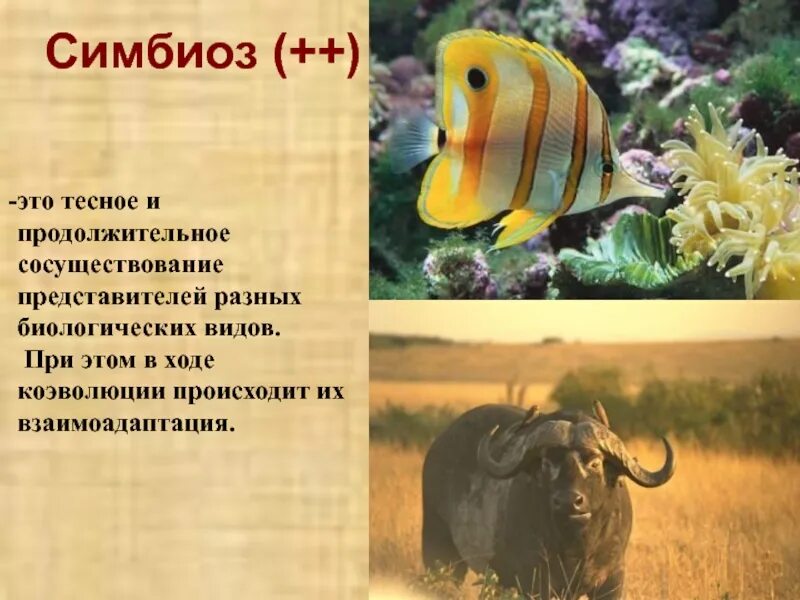 Симбиоз определение примеры. Комменсализм синойкия. симбиоз. симбиоз примеры животных. cbv,bjjp.