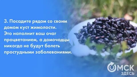 Жимолость снижает давление или повышает