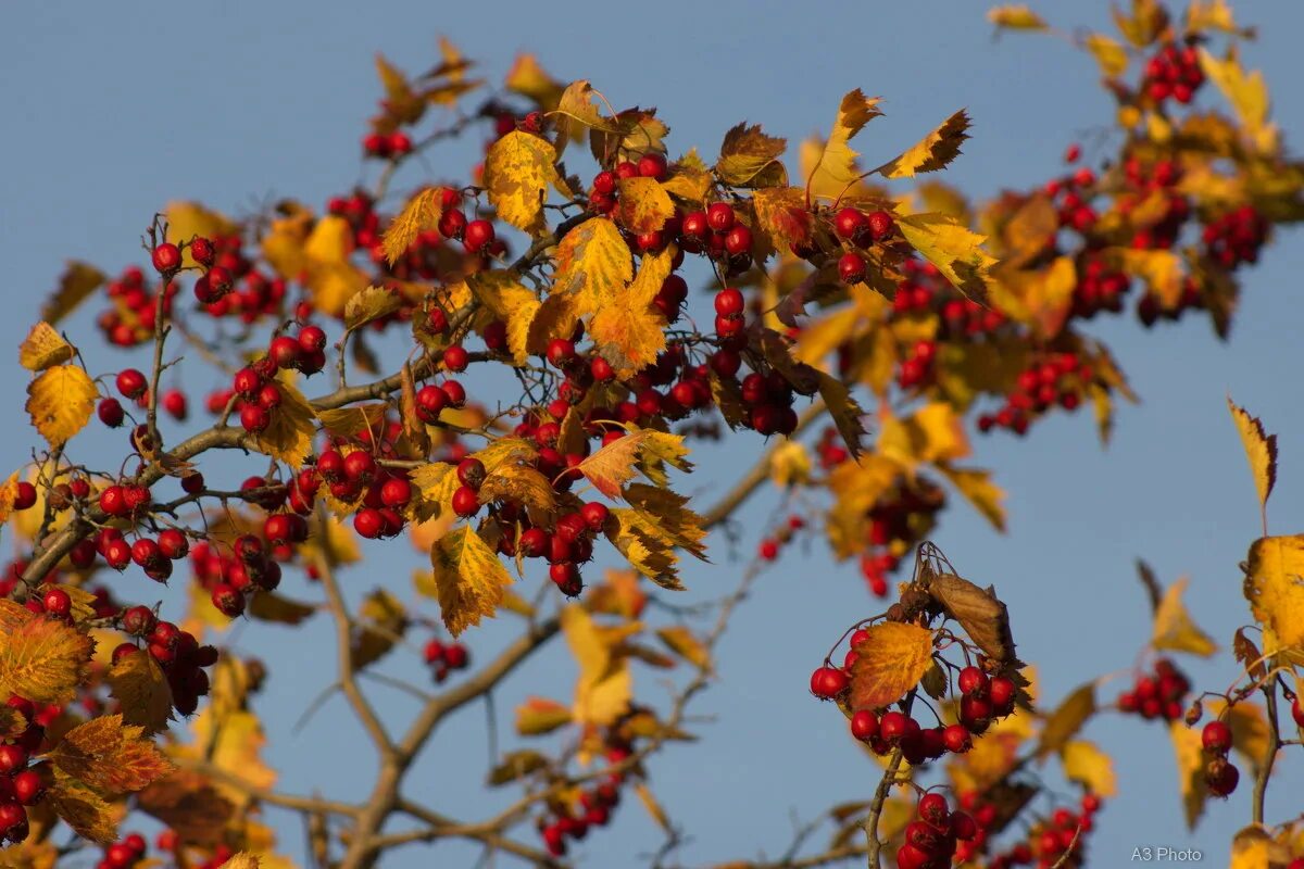 Форум осень. Осенний мотив. Золотая осень курск. Осень в курске. Пехорка осенняя листопад.