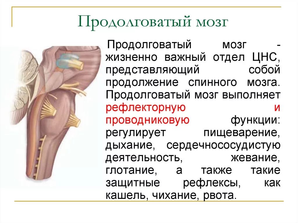 Какое строение имеет продолговатый мозг. Продолговатый мозг строение и функции кратко. Проводниковая функция продолговатого мозга таблица. Строение продолговатого мозга кратко. Функции пирамид продолговатого мозга.