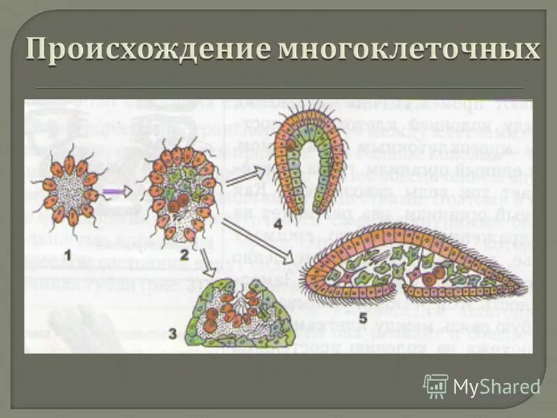 Одноклеточные многоклеточные и колониальные. Возникновение многоклеточных организмов. Теории происхождения многоклеточности. Гипотезы происхождения многоклеточных животных. Объяснить появление многоклеточности