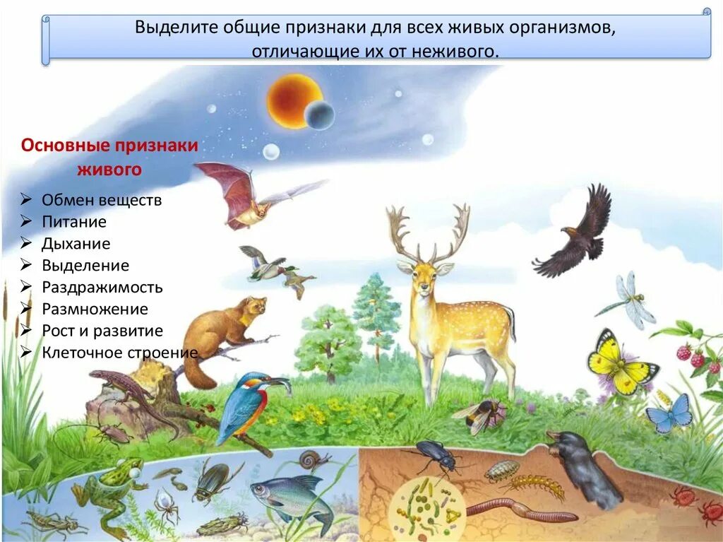 Признаки живого. Признаки живыъь организмов. Основные признаки живой природы. Общие признаки живого.