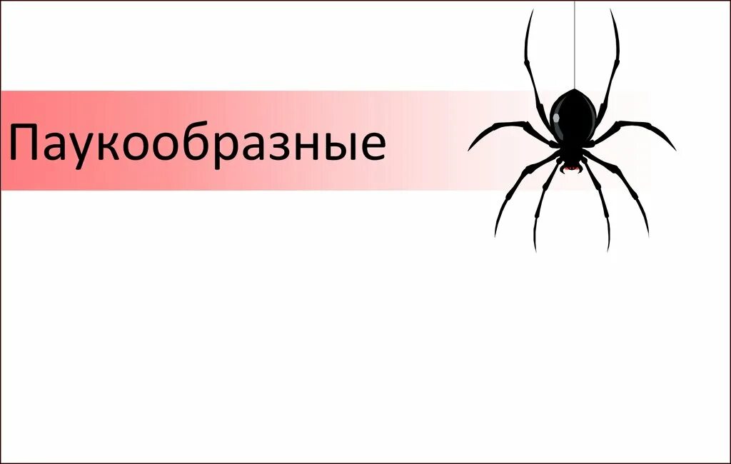 Биология паукообразные тест. Паукообразные презентация. Класс паукообразные презентация. Пауки биология 7 класс. Паукообразные 7 класс биология.