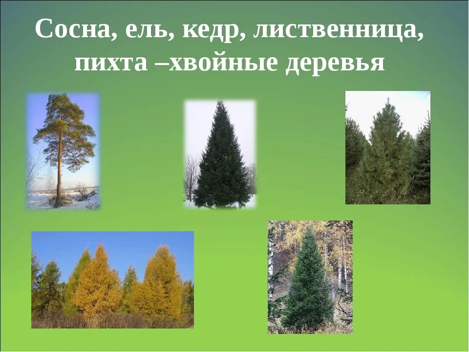 Сосна и лиственница хвойные деревья. Ель сосна кедр пихта. Ель пихта сосна кедр лиственница. Хвойные деревья ель сосна пихта кедр. Ель сосна Кедровая сосна пихта лиственница.