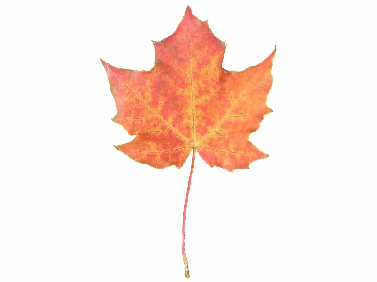 Прозрачный кленовый лист картинка. Maple кленовый лист. осенний кленовый листок. кленовый лист на прозрачном фоне. лист клена на прозрачном фоне.