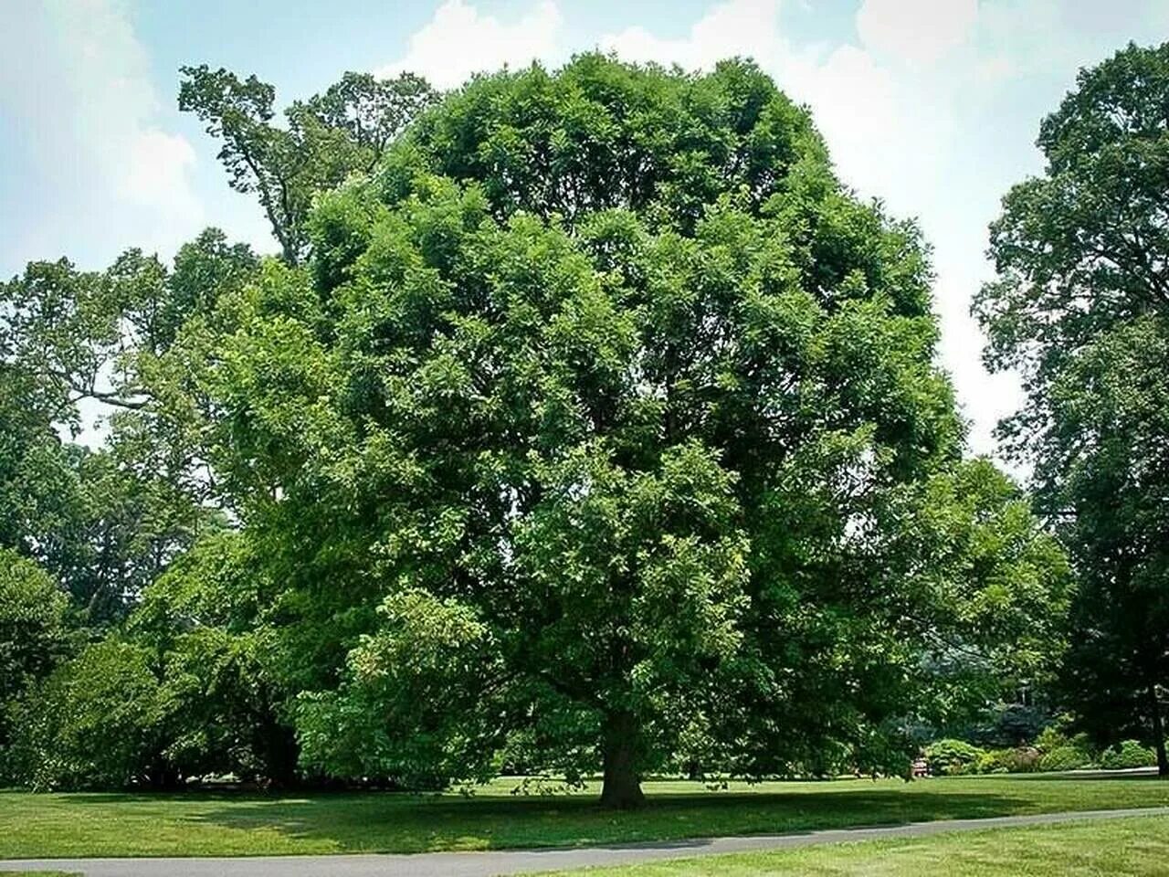 Trees can