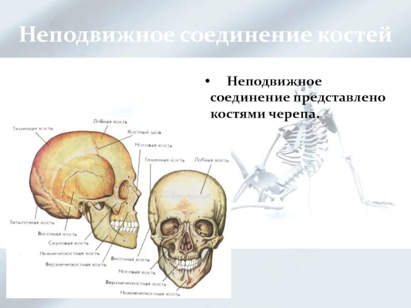 Лобная кость и Тип соединения костей. Фиброзные соединения костей черепа. Соединение костей черепа. Неподвижное соединение костей.