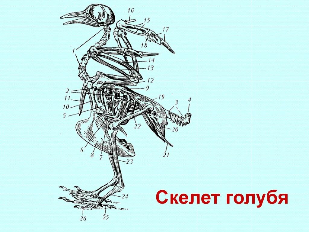 Скелет птицы голубя. Строение скелета сизого голубя. Скелет птицы сизого голубя. Рис 154 скелет сизого голубя. Строение скелета голубя