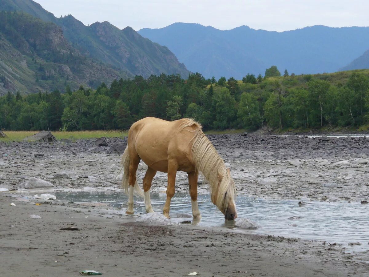 Лошадь пьет воду. Алтайская порода лошадей. Алтайская вьючная лошадь. Горно Алтайская порода лошадей. Новоалтайская порода лошадей.
