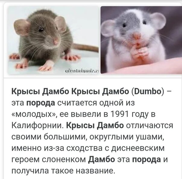Продолжительность жизни мыши. Крыса стандарт и Дамбо. Карликовые крысы Дамбо. Крыса Дамбо капюшоновая. Ручные крысы породы Дамбо.