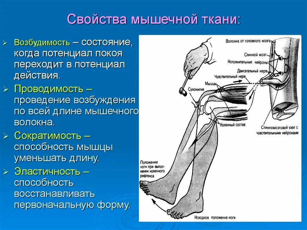 Свойства мышечной ткани возбудимость и сократимость. Механические свойства мышц. Характеристика механических мышц. Свойства мышц возбудимость. Нервная свойства сократимость