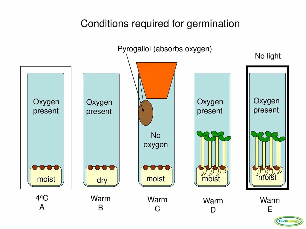 What is the idea of the experiment. Germination rate. experiment seed germination in a flask cartoon.