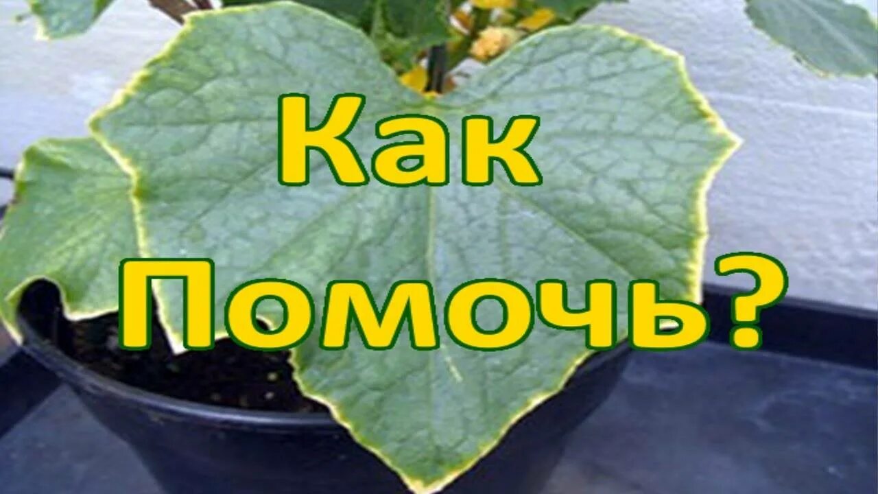 Рассада огурцов края листьев желтеют что делать. Рассада огурцов края листьев светлеют. закручиваются листья у огурцов. листья огурцов скручиваются. огурцы листья скручиваются.