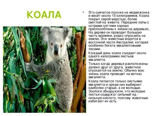 Коала сообщение 7 класс. Информация о коале. коала описание. сообщение о коале. доклад про коалу 2 класс.