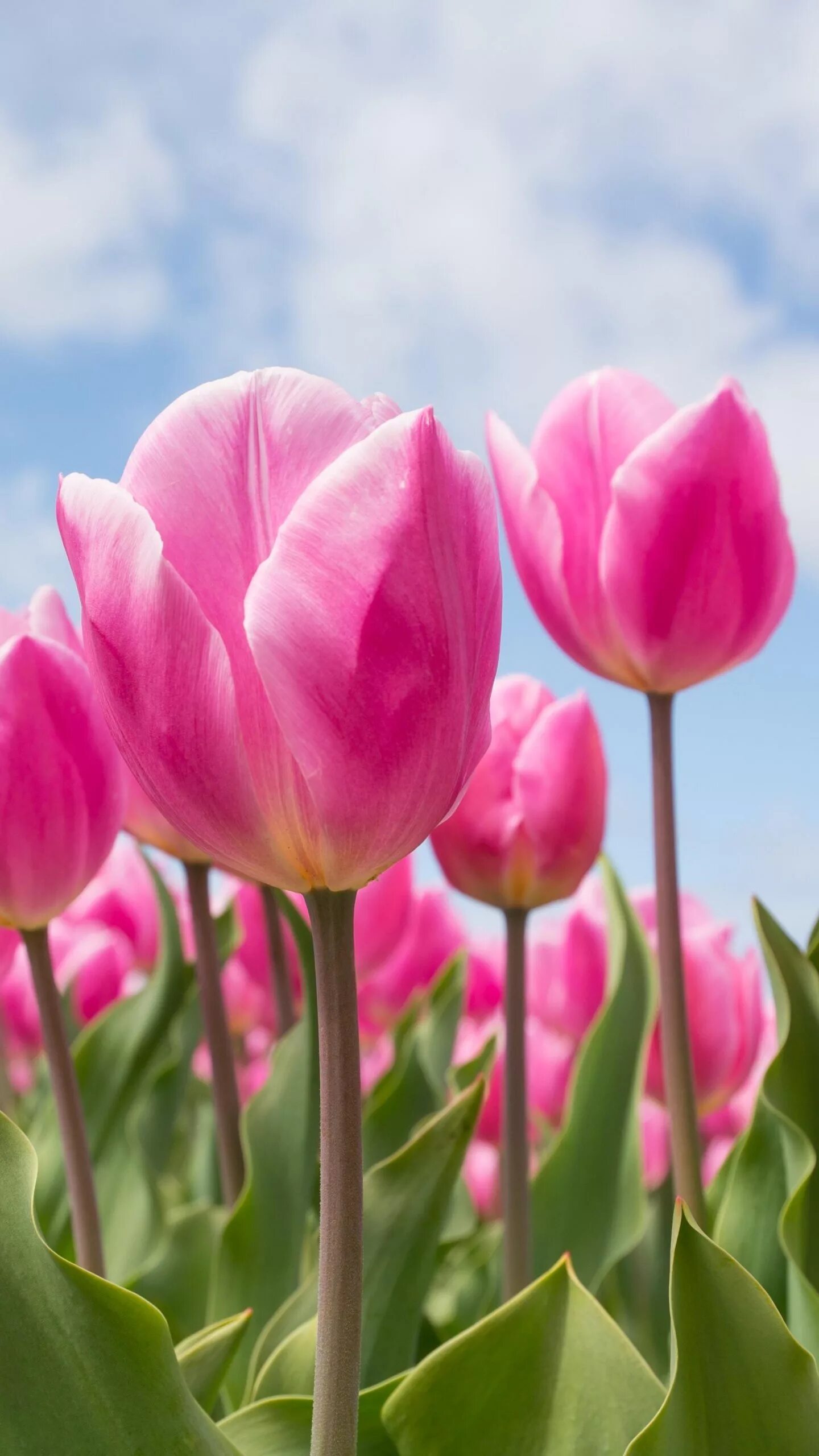 Голландия тюльпаны. Розовые тюльпаны. Яркие тюльпаны. Тюльпаны вертикально.