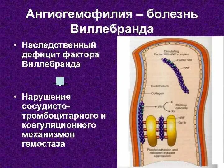 Наследственная недостаточность. Ангиогемофилия болезнь Виллебранда. Наследование болезни Виллебранда. Дефицит фактора Виллебранда. Болезнь фон Виллебранда.