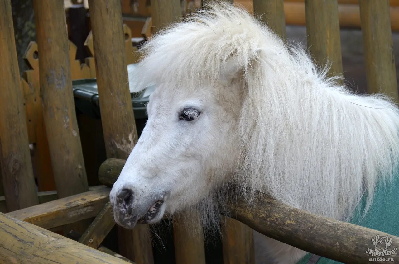Белая лошадь зоопарк. Лошадь в зоопарке. Карликовая лошадь в екатеринбургском зоопарке. Зоопарк девочка лошадь. Американская миниатюрная лошадь постановка головы