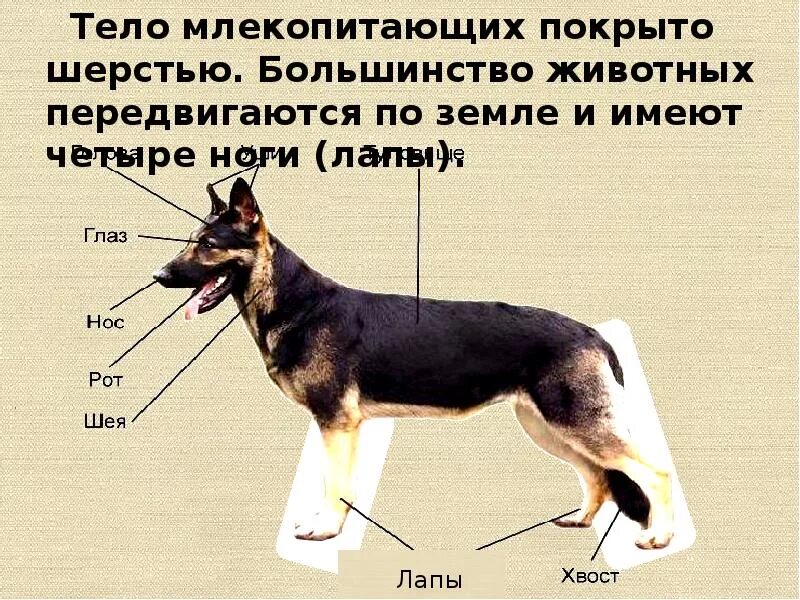 Млекопитающие покрыты шерстью. Тело млекопитающих покрыто. Внешнее строение млекопитающих. Туловище млекопитающих. Тело млекопитающих покрыто шерстью.