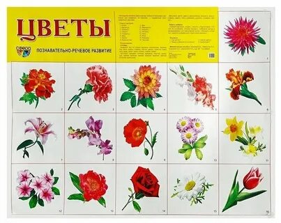 Речевое развитие цветы