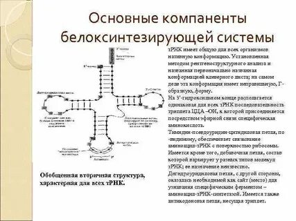 Основной элемент белков